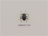 藏品(偽步行蟲)的圖片